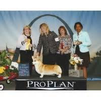 Pembroke Welsh Corgi Breeders in California