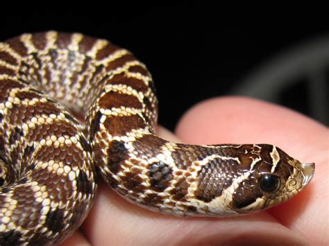 Hog nosed snake, found in Virginia, Diurnal, Eats mainly toads, but will eat small rodents ...