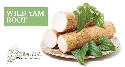 What Is Wild Yam Root Used For? - White Oak Animal Hospital