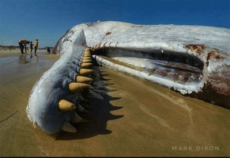 Moby Dick - The Sperm Whales array of teeth. The largest toothed Predator on planet Earth. : r ...