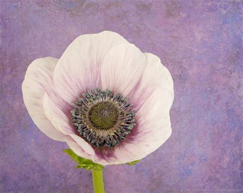 Poppy Anemone | Beautiful Flower Pictures Blog