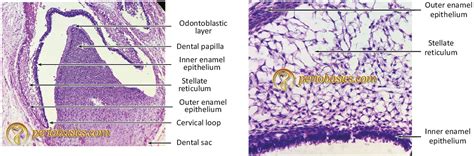 Mucogingival Junction Histology