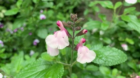 Best Petunia Companion Plants | 14 Flowering plants, vegetables and fruit - Eco Family Life