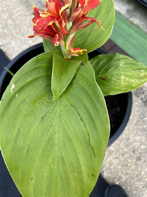 How to Identify and Treat Common Canna Lily Diseases