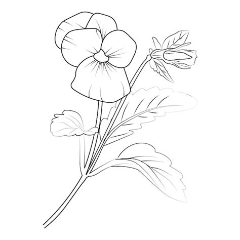 Premium Vector | Flower outline on a white background easy pansy flower drawing hand drawing ...