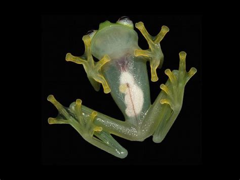 Real-Life Kermit the Frog: New Glass Frog Species Discovered in Costa ...