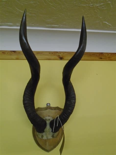 Mounted Kudu Antlers (DA-048) SOLD