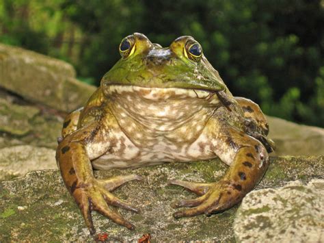 Bullfrog Free Stock Photo | FreeImages