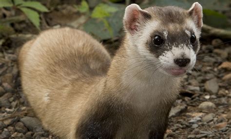 Black-footed ferret | Smithsonian's National Zoo and Conservation Biology Institute