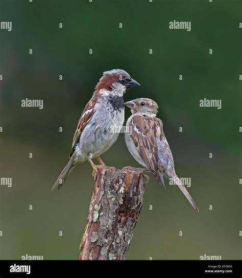 Male And Female House Sparrows-Passer domesticus Perched On A Tree Stump. Summer. Uk Stock Photo ...