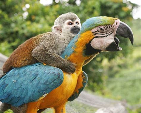 Lazy Monkey Riding A Macaw