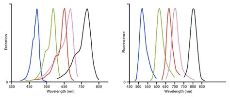 Streptavidin Alexa Fluor 647 Molecular Weight | Blog Dandk