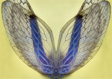 Stock Photo - Insect Wings by endprocess83 on DeviantArt