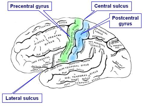 Sulcus / gyrus