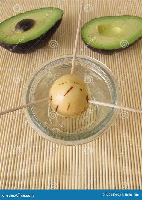 Seed in Sprouting Process for a Avocado Tree Stock Photo - Image of ...