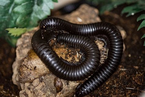 African Giant Millipede