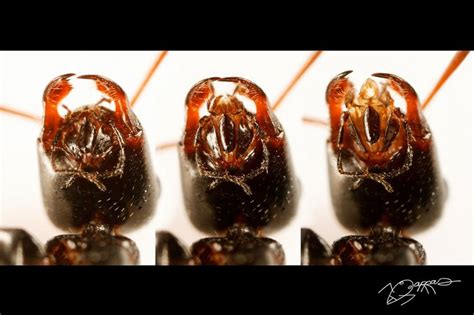 Ant mouthparts | Ants, Caramel apples, Apple