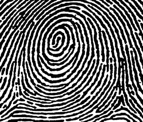 Whorl Fingerprint Archives - American Academy of Hand Analysis