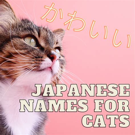 100+ Cute Japanese Cat Names for Your Pet - PetHelpful