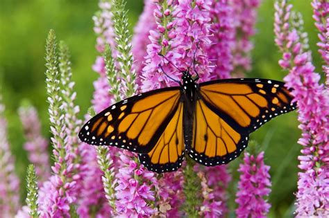 Monarch Butterfly Wallpapers - Wallpaper Cave