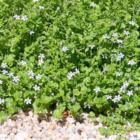 Blue Star Creeper — Green Acres Nursery & Supply