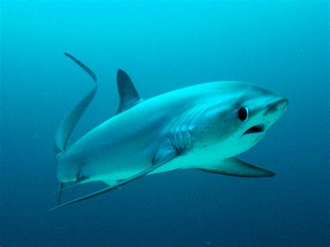 Floating Thresher shark photo and wallpaper. Cute Floating Thresher shark pictures