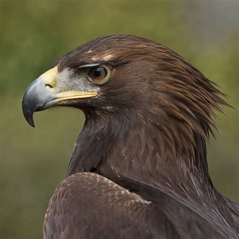 Golden Eagle | British Bird Of Prey Centre Wales