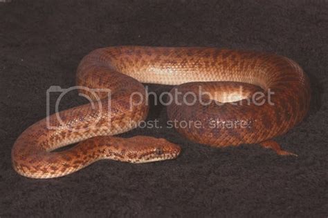 SE England - Pygmy Python Trio for sale | Reptile Forums