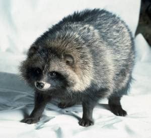 Raccoon Dogs are Skinned Alive in China | Saving Earth | Encyclopedia ...