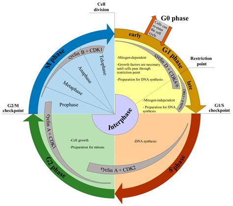 Cell Cycle Checkpoints Graph