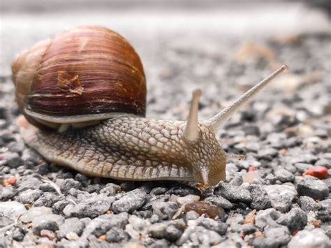 Where Do Snails Live? The Amazing Details Of The Snails Homes