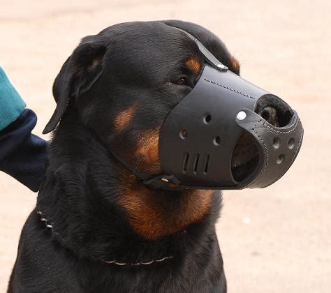 Leather Dog Muzzle For Rottweiler - Custom Dog Muzzle M51 [M51##1040 ...