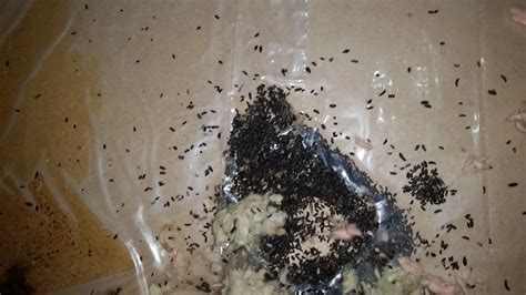 Mouse Droppings vs Rat Droppings What You Need To Know