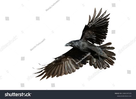 16,977 Raven Flying Images, Stock Photos, 3D objects, & Vectors ...