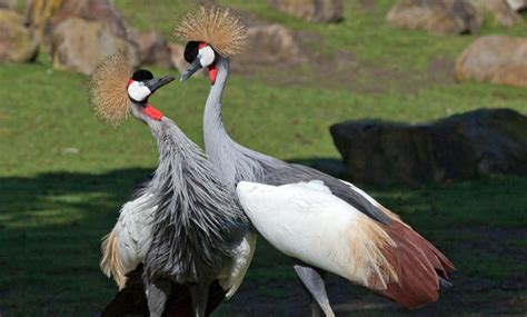 East African Crowned Crane - San Francisco Zoo & Gardens