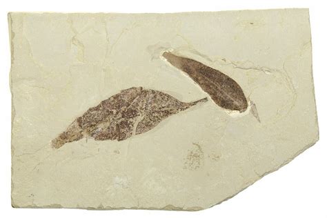 Two Fossil Leaves (Rhus & Caesalpinia) - Utah (#262390) For Sale - FossilEra.com