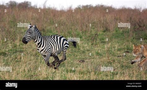 Lion hunting zebra hi-res stock photography and images - Alamy