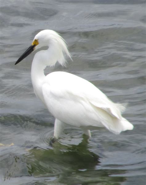 Egret at Bolsa Chica wetlands | Bird photo, Wetland, Colour tone