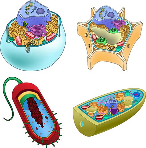 Fungal Cell Vs Animal Cell