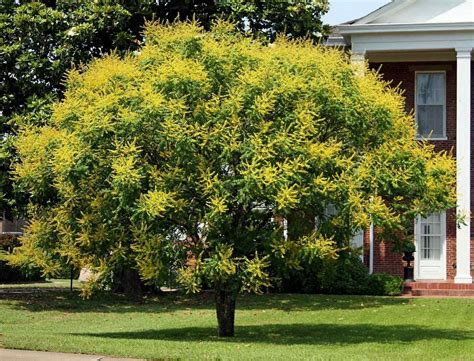 KOELREUTERIA PANICULATA - Google Search Fast Growing Flowers, Growing Tree, Bamboo Plants, All ...