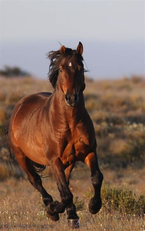 28 best images about Brumby horse on Pinterest | In pictures, Ponies ...