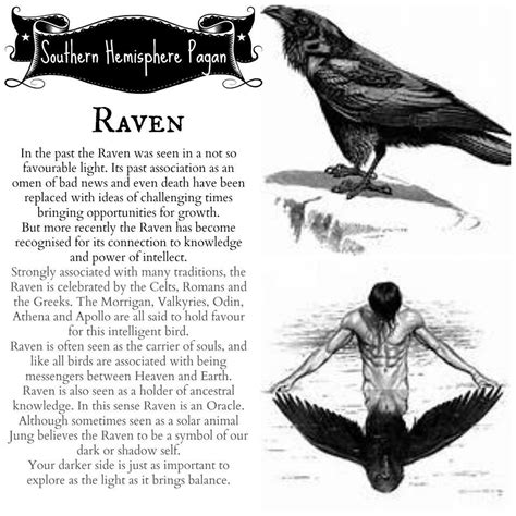 Raven spirit Animal | Animal spirit guides, Raven, Spirit animal