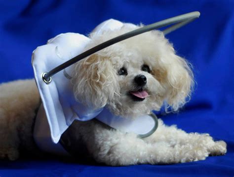 This Angelic Halo Protects Blind Dogs From Bumping Into Things | Bored Panda