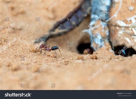 122 Sahara Desert Ant Images, Stock Photos & Vectors | Shutterstock