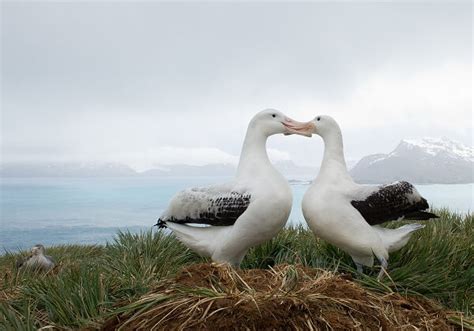 Wandering Albatross - Facts and Beyond | Biology Dictionary