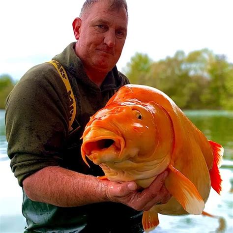 Holy carp! UK fisherman catches record-breaking monster goldfish | Euronews