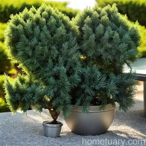 Chinese Juniper (Juniperus Chinensis 'Spearmint') - hometuary.com