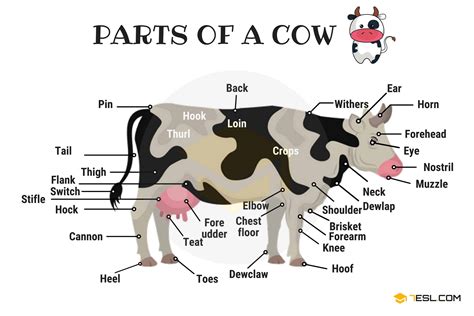 Parts Of A Cow: Useful Cow Anatomy With Pictures - 7 E S L