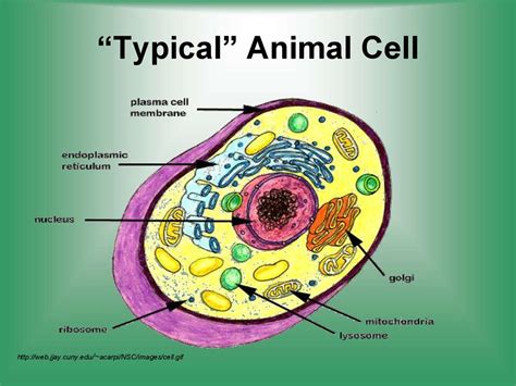 Diagram of Bacteria Cell