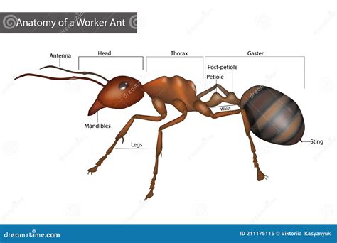 External Anatomy Of A Worker Ant. Body Structure Cartoon Vector | CartoonDealer.com #211175115